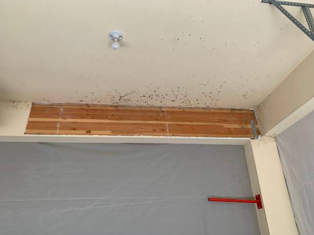Trusted Highland Falls, NY Mold Removal Experts